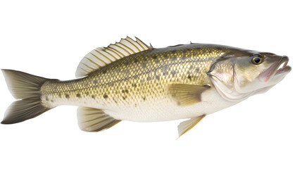 bass fish transparent background png