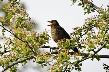 A young Blackbird singing in a blossom filled tree.