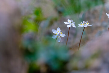 森林床に咲く春の小花（バイカオウレン）