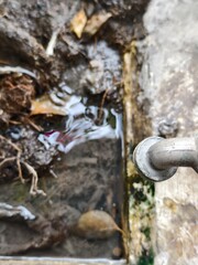 Water Flowing from a Faucet into a Gritty and Dirty Drain Surrounded by Debris and Vegetation