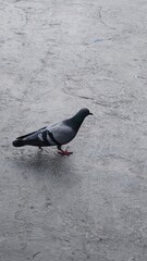 Pigeon Walking on Urban Pavement in a City Environment Under Natural Lighting Conditions