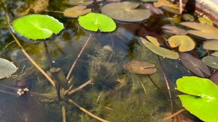 Tranquil Water Surface with Green Lilies and Natural Reflections in Garden Pond Under Sunny Skies