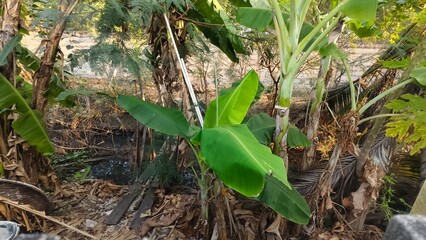 Lush Banana Plant Surrounded by Tropical Foliage and Sundrenched Nature Scene in Warm Light