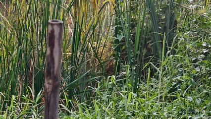 Serene Natural Landscape Featuring Lush Green Vegetation and Reed Plants by Tranquil Water Body
