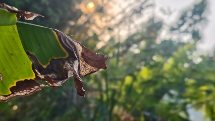 Close-Up of a Brown Banana Leaf with Sunlight and Blurred Green Background in a Tropical Environment