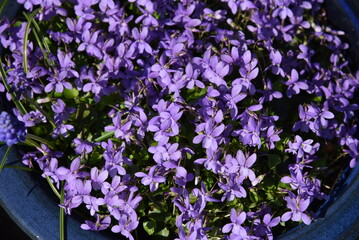 Obraz premium A cluster of small purple flowers in a garden pot.
