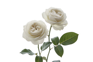 Fototapeta premium Rose Variety isolated