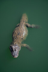 Naklejka premium Crocodiles in various poses swim in the water
