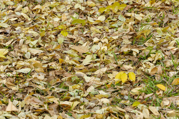 秋の落ち葉が敷き詰められた森の地面