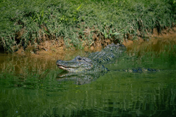 Crocodiles in various poses swim in the water