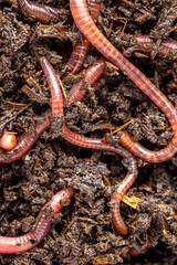 Many living earthworms for fishing in the soil, background