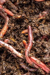 Many living earthworms for fishing in the soil, background