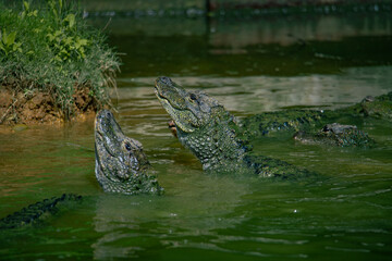 Crocodiles in various poses swim in the water