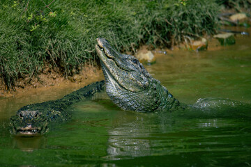 Crocodiles in various poses swim in the water
