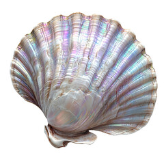 Iridescent seashell with natural texture and soft pastel colors on transparency background