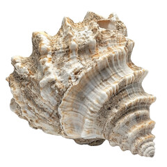 Seashell with rough texture and natural brown and white colors, showing detailed ridges
