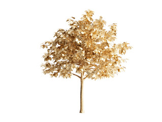 Golden autumn tree with dry leaves isolated transparency background, showing natural fall colors