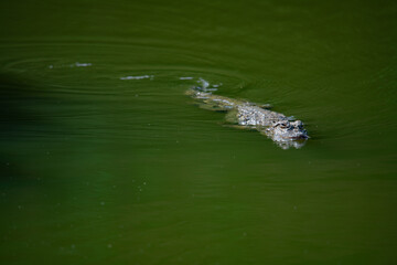 Crocodiles in various poses swim in the water