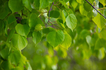 linden tree leaves