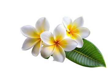 Fototapeta premium white frangipani flower plumeria alba with green isolated on white background, PNG