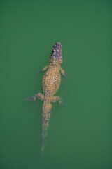 Naklejka premium Crocodiles in various poses swim in the water