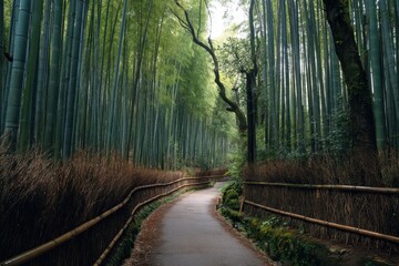 Obraz premium Bamboo Forest Path