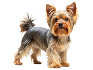 yorkshire terrier dog full body side profile view isolated on white background,PNG