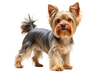 yorkshire terrier dog full body side profile view isolated on white background,PNG