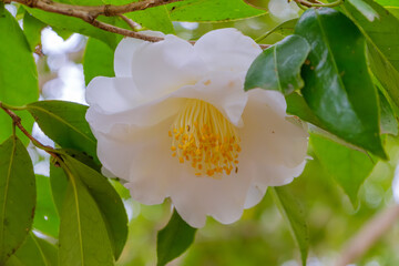 森の白椿の優美な花姿