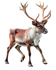 reindeer walking running isolated on white background, PNG