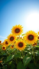 Obraz premium Vibrant sunflowers basking in bright sunlight against a clear blue sky