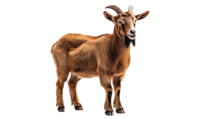 Farm Goat isolated on transparent white background, clipping path ,png 