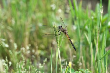 Close-up of a dragonfly perched on a grass stem.