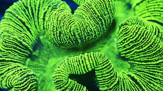 Macro static shot showing bright neon green Trachyphyllia coral with dark blue stripes gently swaying underwater in a reef tank.