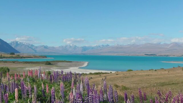 Flyby over Lupins in New Zealand at Lake Tekapo revealing a van