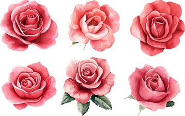 set of pink roses vector