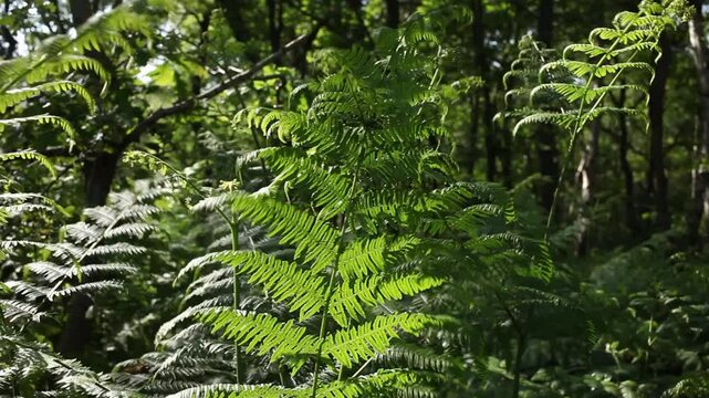 Backlit Bracken, Pteridium aquilinum. Late Spring. UK