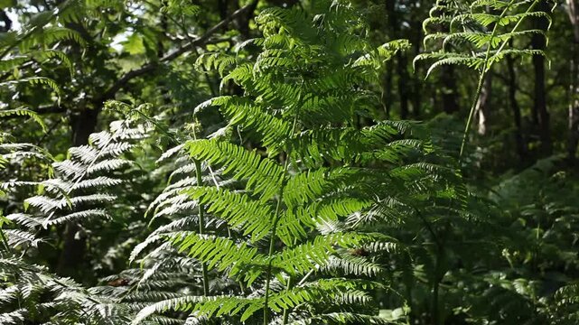 Backlit Bracken fronds, Pteridium aquilinum, moving in light breeze. Spring. UK