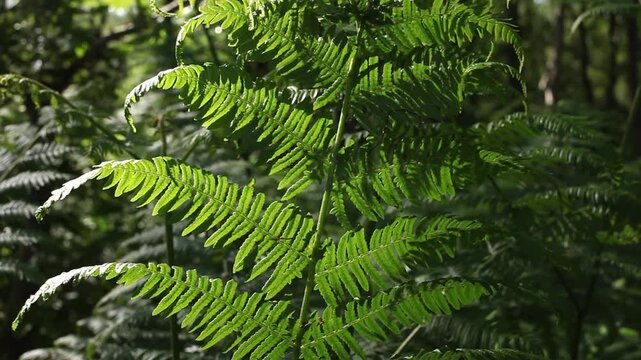 Backlit Bracken fronds, Pteridium aquilinum, Spring. UK
