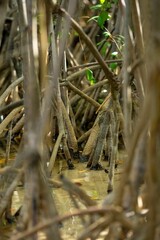 Fototapeta na wymiar Mangrove roots in a sunlit swamp.
