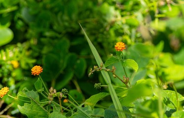 Fototapeta na wymiar Orange lantana camara flowers in forest