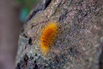 Fototapeta na wymiar Vibrant Orange Caterpillar on Tree Bark