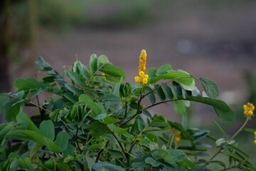 Fototapeta na wymiar Yellow Senna alata flowers with green leaves