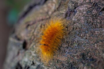 Plakat Vibrant orange caterpillar on tree bark.