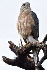 a majestic copper's hawk perched in a tree, looking for prey in tucson, arizona 