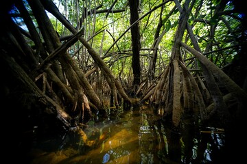 Fototapeta na wymiar Dense Mangrove Forest with Reflections