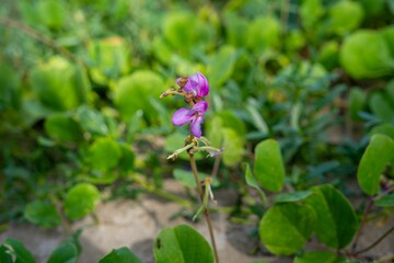 Fototapeta na wymiar Vibrant Purple Flower in Lush Greenery