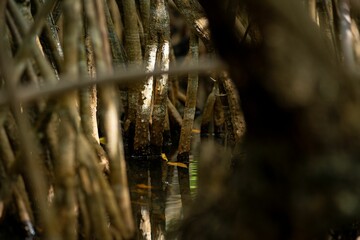 Mangrove Roots in Swamp