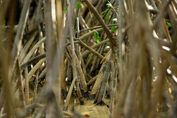 Fototapeta na wymiar Mangrove Roots in Dense Forest