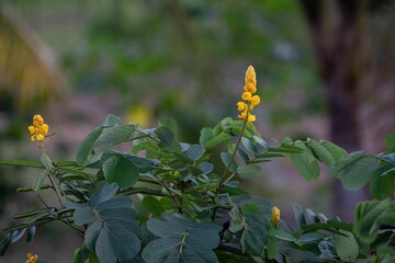 Yellow Senna alata flowers with green leaves